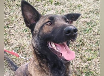 Malinois Brita ❤️ sucht aktive Familie