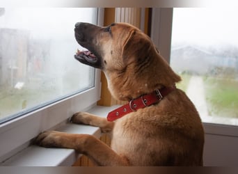 Junge hübsche Leia sucht Familie