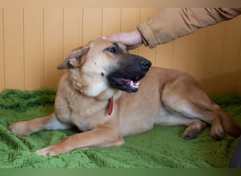 Junge hübsche Leia sucht Familie