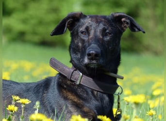 AMY sucht ihr Körbchen