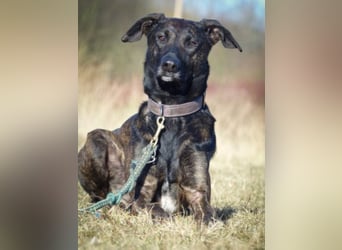 AMY sucht ihr Körbchen