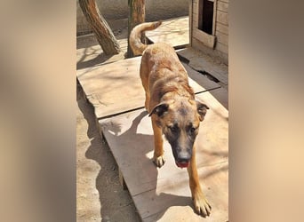 Mali, freundlich und lieb