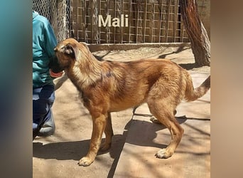 Mali, freundlich und lieb