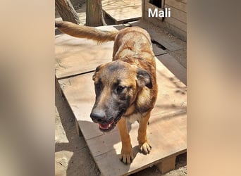 Mali, freundlich und lieb