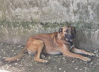 Mali, freundlich und lieb
