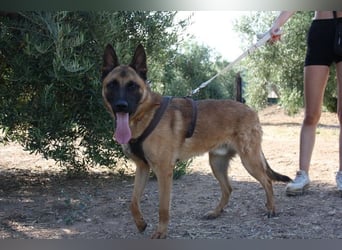 Edler IRAN -mit Herz aus Gold, freundlich, anhänglich, intelligent, treu sucht liebevolles Zuhause