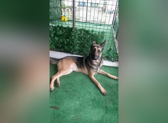 Bildhübscher JONNY-überaus freundlich,menschenbezogen, wartet sehnsüchtig auf sein Für-immer-Zuhause