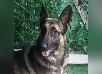 Bildhübscher JONNY-überaus freundlich,menschenbezogen, wartet sehnsüchtig auf sein Für-immer-Zuhause