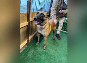 THOR-menschenfreundlicher, zutraulicher, lieber Bub wartet sehnsüchtig auf seine liebevolle Familie