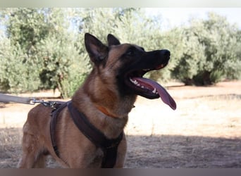 Edler IRAN -mit Herz aus Gold, freundlich, anhänglich, intelligent, treu sucht liebevolles Zuhause
