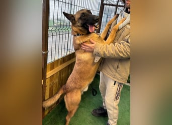 THOR-menschenfreundlicher, zutraulicher, lieber Bub wartet sehnsüchtig auf seine liebevolle Familie