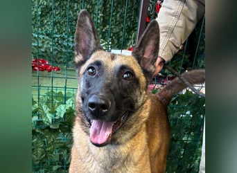 THOR-menschenfreundlicher, zutraulicher, lieber Bub wartet sehnsüchtig auf seine liebevolle Familie