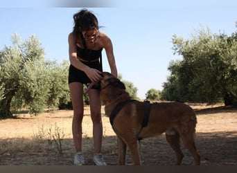 Edler IRAN -mit Herz aus Gold, freundlich, anhänglich, intelligent, treu sucht liebevolles Zuhause