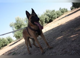 Edler IRAN -mit Herz aus Gold, freundlich, anhänglich, intelligent, treu sucht liebevolles Zuhause