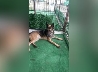 Bildhübscher JONNY-überaus freundlich,menschenbezogen, wartet sehnsüchtig auf sein Für-immer-Zuhause