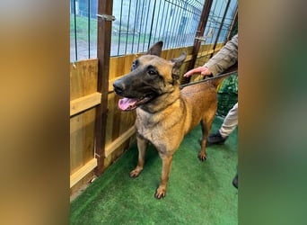 THOR-menschenfreundlicher, zutraulicher, lieber Bub wartet sehnsüchtig auf seine liebevolle Familie