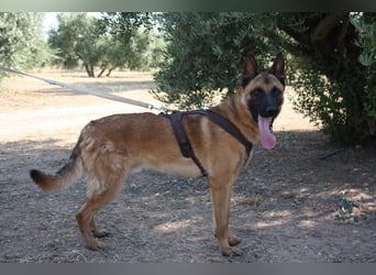 Edler IRAN -mit Herz aus Gold, freundlich, anhänglich, intelligent, treu sucht liebevolles Zuhause