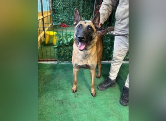 THOR-menschenfreundlicher, zutraulicher, lieber Bub wartet sehnsüchtig auf seine liebevolle Familie