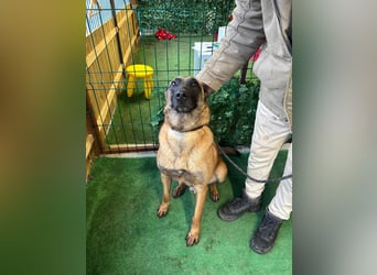 THOR-menschenfreundlicher, zutraulicher, lieber Bub wartet sehnsüchtig auf seine liebevolle Familie