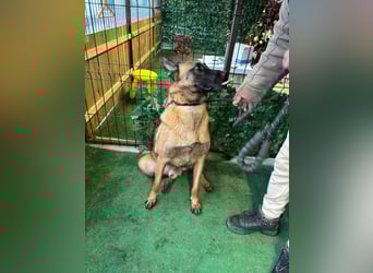 THOR-menschenfreundlicher, zutraulicher, lieber Bub wartet sehnsüchtig auf seine liebevolle Familie