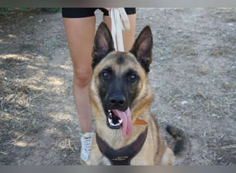 Edler IRAN -mit Herz aus Gold, freundlich, anhänglich, intelligent, treu sucht liebevolles Zuhause