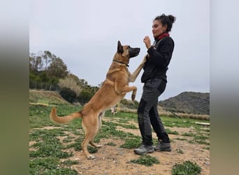 Rocky (Spanien) - stark, sensibel, besonders