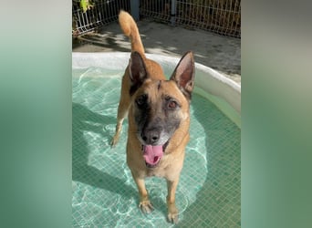 Rocky (Spanien) - stark, sensibel, besonders