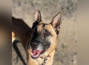 Rocky (Spanien) - stark, sensibel, besonders