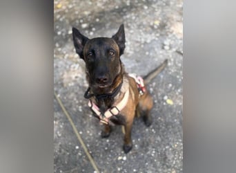 Cloe (Spanien) – bildschöne und arbeitsfreudige Hündin sucht erfahrene Menschen