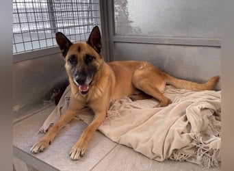 Rocky (Spanien) - stark, sensibel, besonders