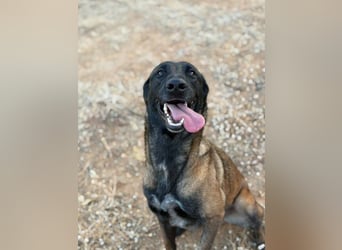 Cloe (Spanien) – bildschöne und arbeitsfreudige Hündin sucht erfahrene Menschen