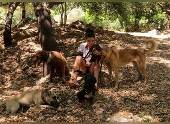 Rocky (Spanien) - stark, sensibel, besonders