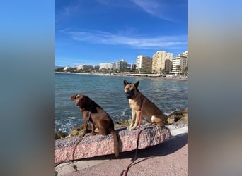 Rocky (Spanien) - stark, sensibel, besonders