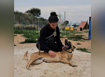 Rocky (Spanien) - stark, sensibel, besonders