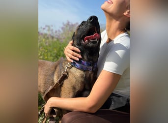Cloe (Spanien) – bildschöne und arbeitsfreudige Hündin sucht erfahrene Menschen