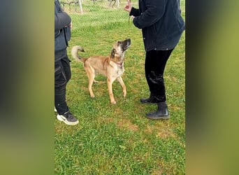 Ash sucht ein aktives Zuhause