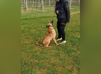 Ash sucht ein aktives Zuhause