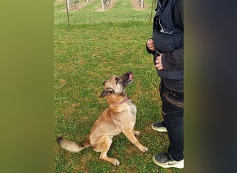 Ash sucht ein aktives Zuhause