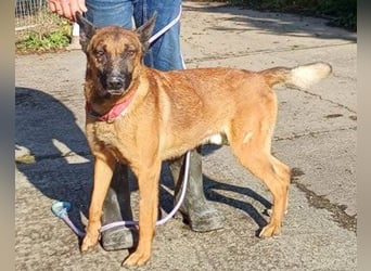 Malinois-Mix ROCKY wartet in 07806 Weira