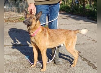Malinois-Mix ROCKY wartet in 07806 Weira