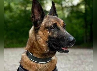 Malinois-Mix ROCKY wartet in 07806 Weira