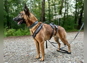 Malinois-Mix ROCKY wartet in 07806 Weira