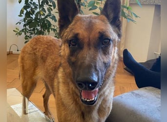 Malinois-Mix ROCKY wartet in 07806 Weira