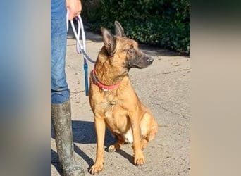 Malinois-Mix ROCKY wartet in 07806 Weira