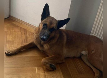 Malinois-Mix ROCKY wartet in 07806 Weira