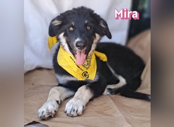 Mira, 03/26 - Malinois Mix sucht verantwortungsvolle Menschen