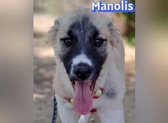 Manolis, 03/26 - Malinois Mix sucht verantwortungsvolle Menschen