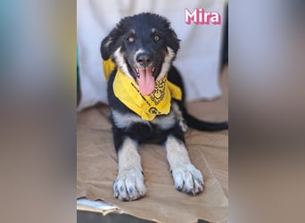 Mira, 03/26 - Malinois Mix sucht verantwortungsvolle Menschen