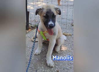 Manolis, 03/26 - Malinois Mix sucht verantwortungsvolle Menschen