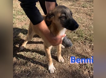 Pflegestelle gesucht: Benni - sportlich und verspielt